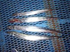 タチウオの釣果