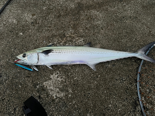 サゴシの釣果