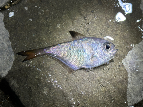 ハタンポの釣果