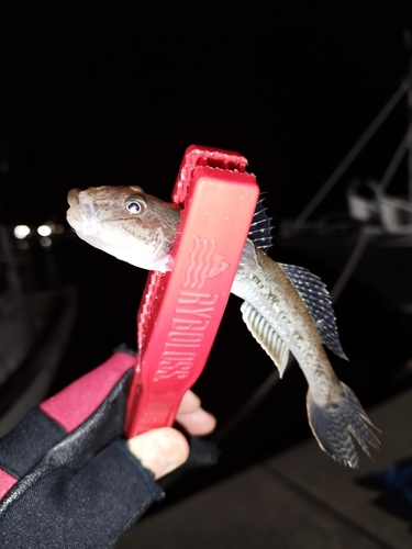 ハゼの釣果