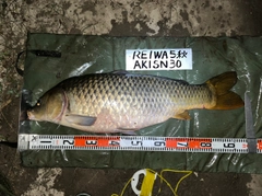 コイの釣果