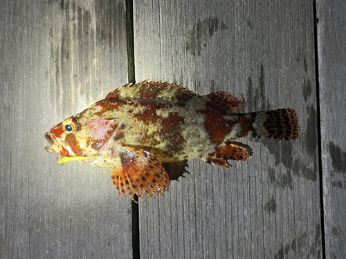 ヨロイメバルの釣果