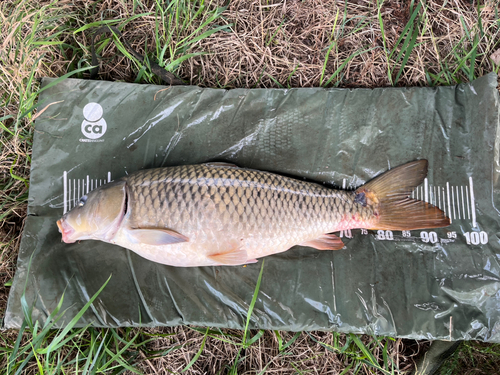 コイの釣果