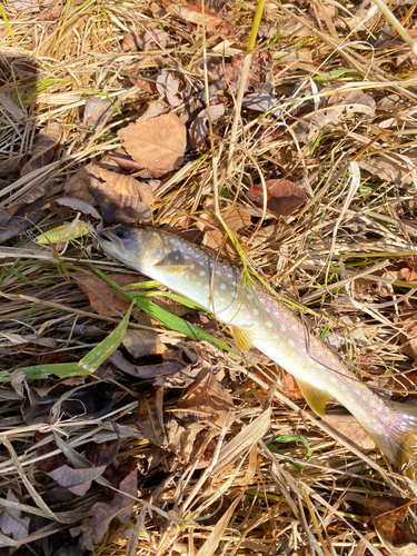 アメマスの釣果