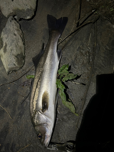 スズキの釣果