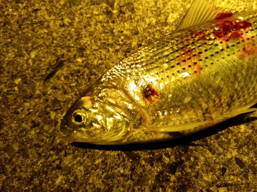 コノシロの釣果