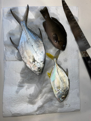 コバンアジの釣果