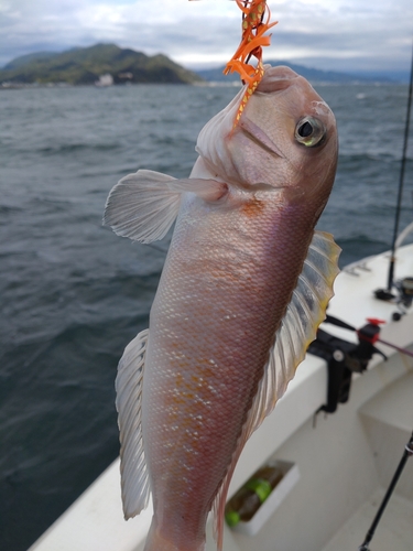 シロアマダイの釣果