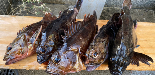 カサゴの釣果