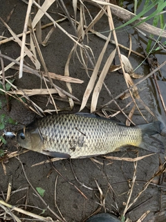 コイの釣果