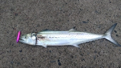 サゴシの釣果