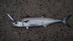 サゴシの釣果