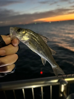 セイゴ（ヒラスズキ）の釣果