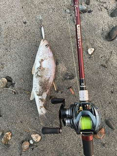 ニベの釣果