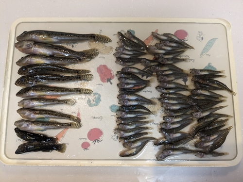 マハゼの釣果