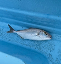 カンパチの釣果