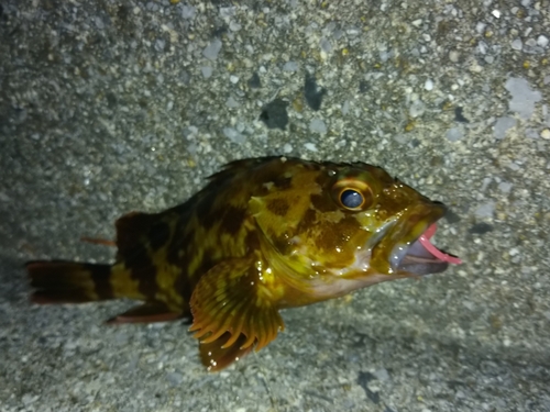 カサゴの釣果