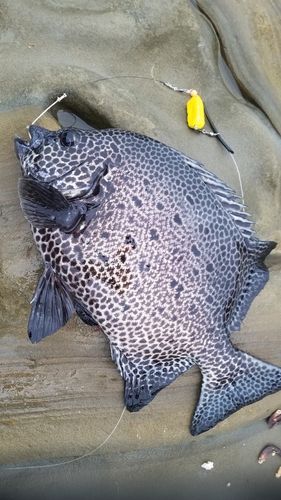 イシガキダイの釣果