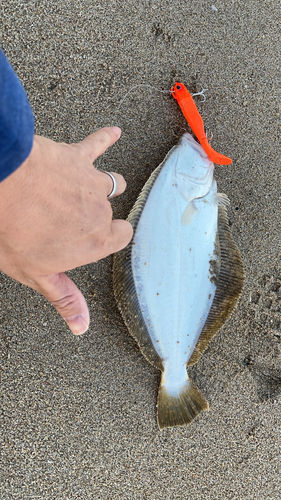 マゴチの釣果