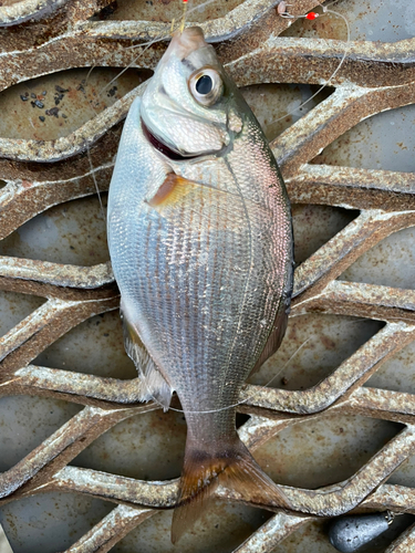 ウミタナゴの釣果