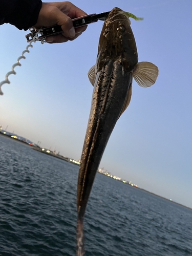 マゴチの釣果