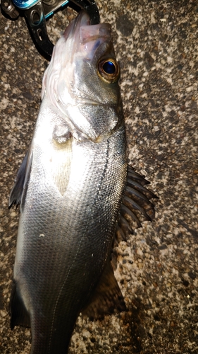 セイゴ（マルスズキ）の釣果