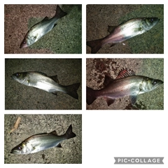 シーバスの釣果