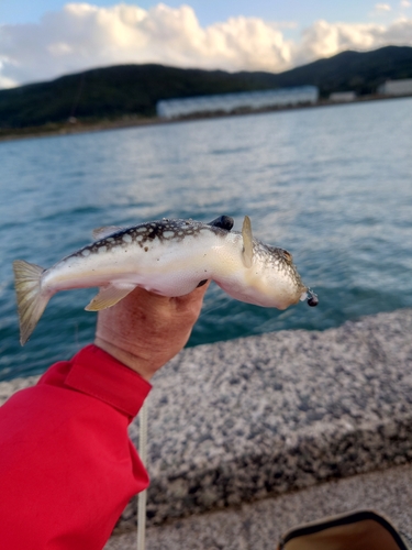 フグの釣果