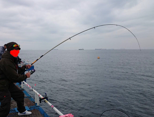 アカエイの釣果