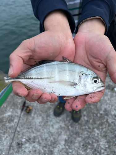 メッキの釣果