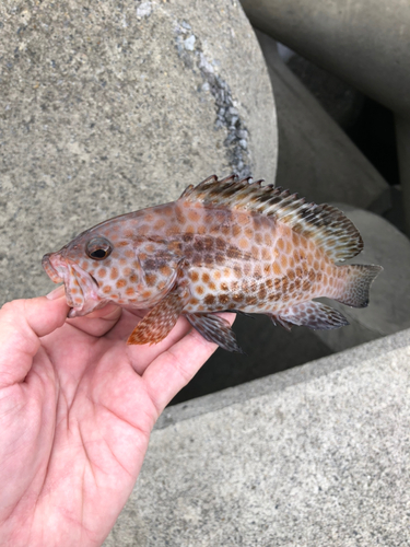 オオモンハタの釣果