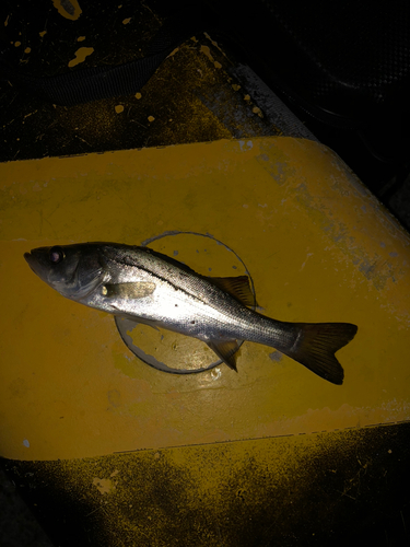 セイゴ（マルスズキ）の釣果