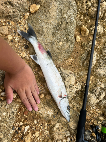 オニカマスの釣果