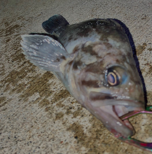 クロソイの釣果