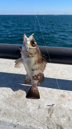 メバルの釣果