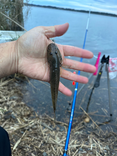 ハゼの釣果