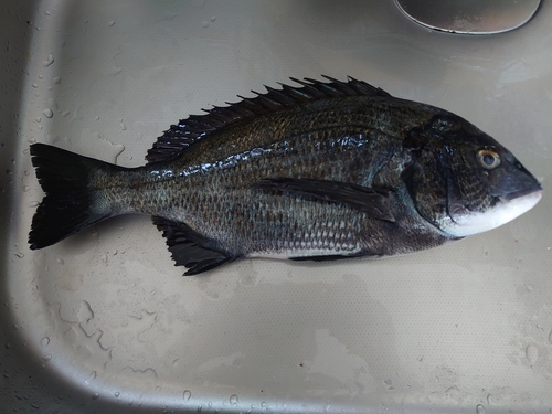 クロダイの釣果