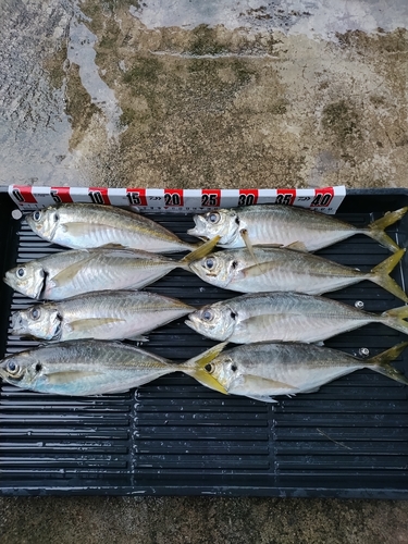 アジの釣果