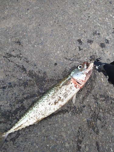 サバの釣果