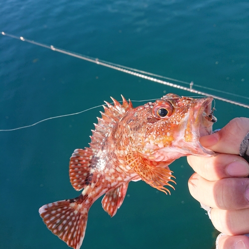 アラカブの釣果