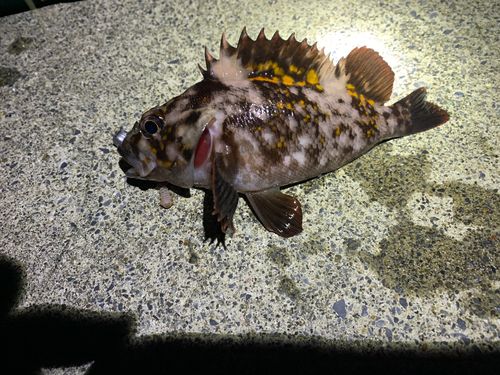 オウゴンムラソイの釣果
