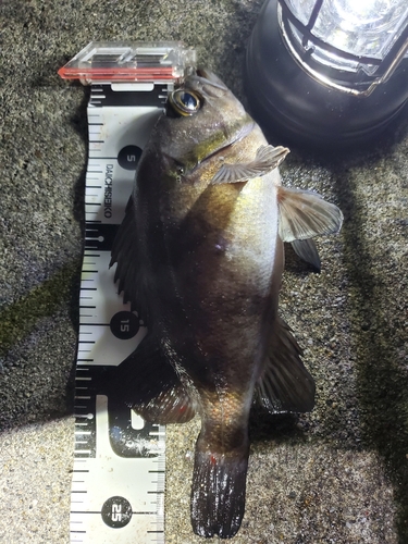 メバルの釣果