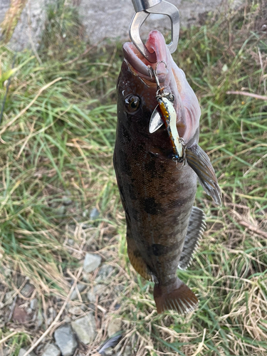 アイナメの釣果