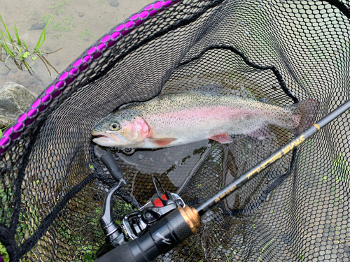 トラウトの釣果