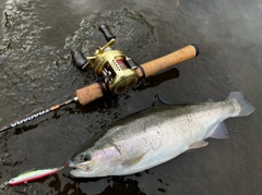 ニジマスの釣果