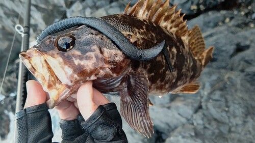 タケノコメバルの釣果