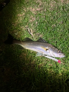 スズキの釣果