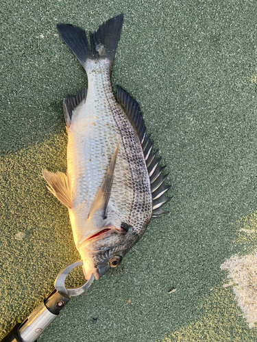 キビレの釣果