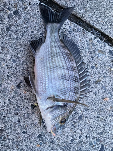 クロダイの釣果