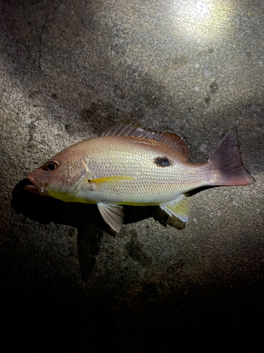 クロホシフエダイの釣果